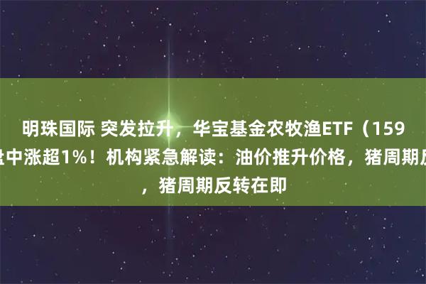 明珠国际 突发拉升，华宝基金农牧渔ETF（159275）盘中涨超1%！机构紧急解读：油价推升价格，猪周期反转在即